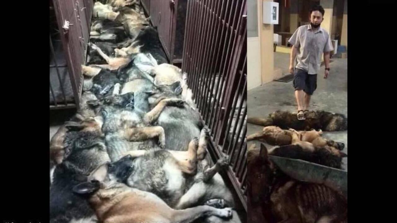 Private security company’s dog killing sparks outcry in Kuwait