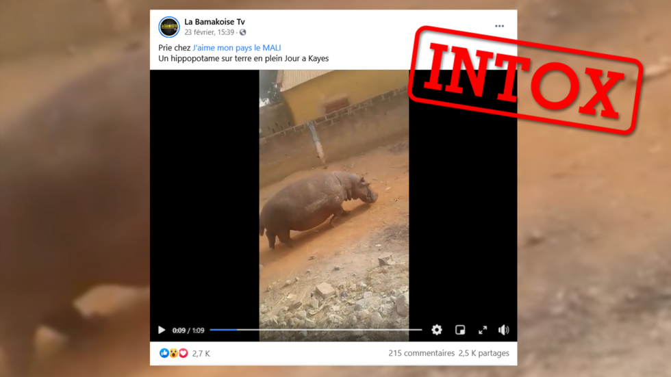 Comment Faire Un Hippopotame En Terre Video Un hippopotame dans les rues ? Pas au Mali, mais au Sénégal en 2019