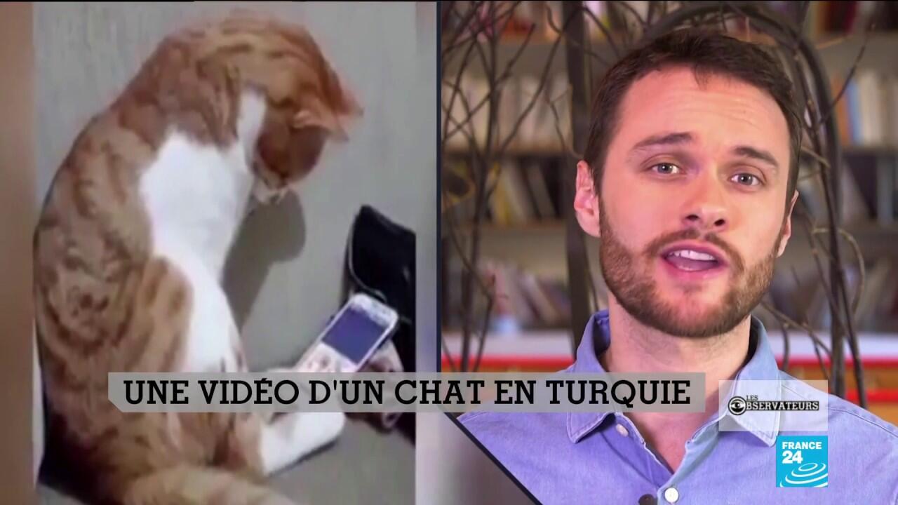 "Un chat triste car il voit la vidéo de son maître décédé" l