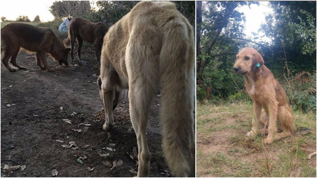 Istanbul Activists Help Street Dogs Abandoned By The City