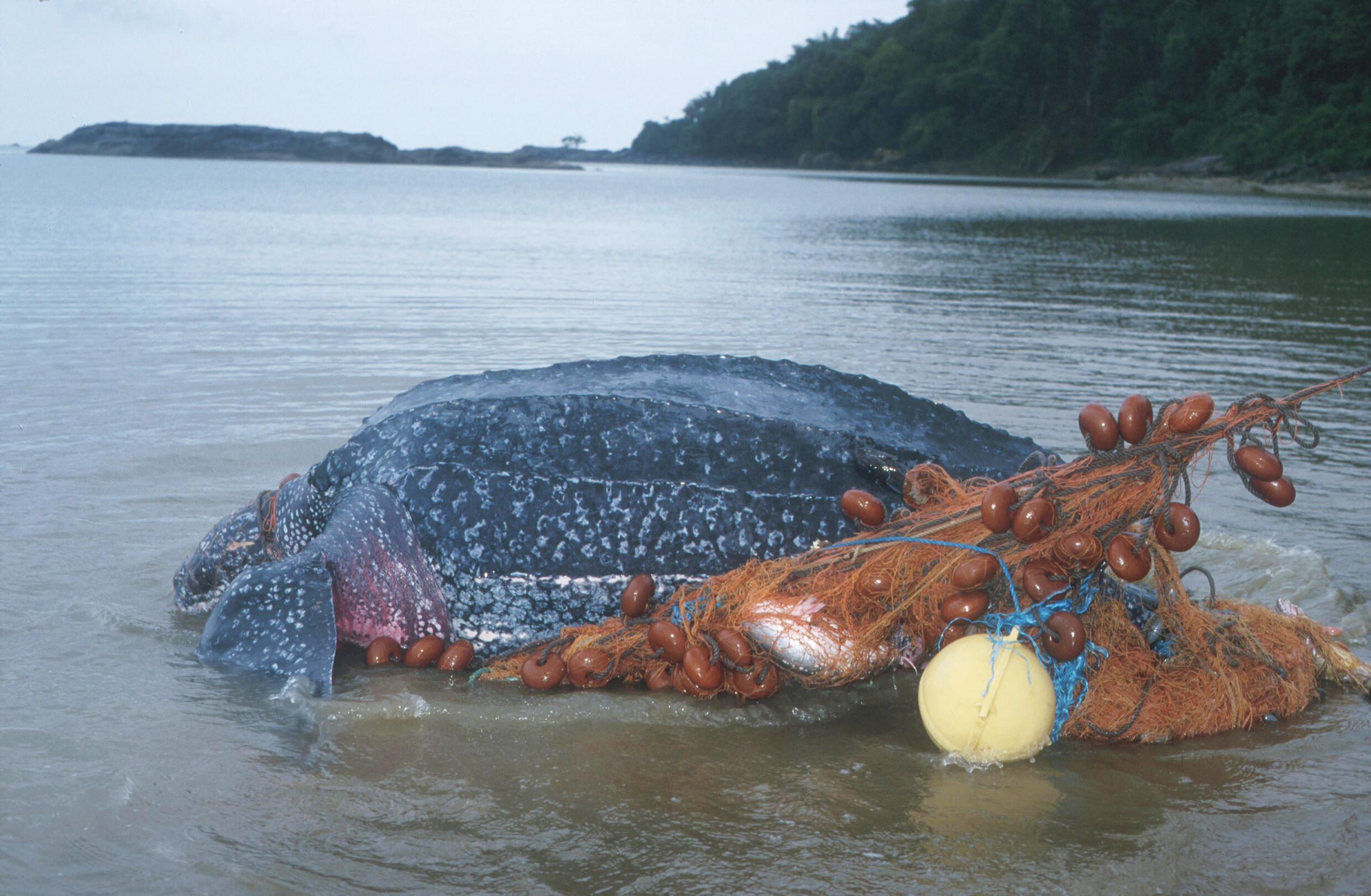 Une tortue luth prise dans un filet, en Guyane française.