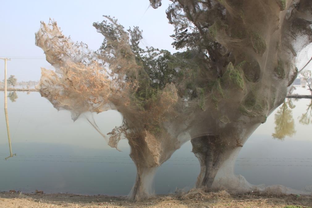 Les arbres à araignées, fantômes du Pakistan inondé
