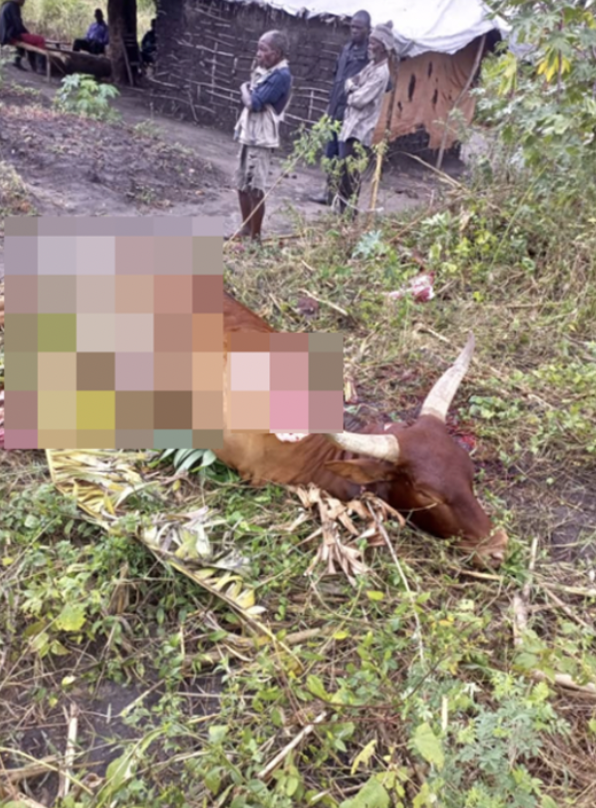 Une des vaches tuées et éventrée dans une ferme du territoire de Mahagi, le 18 mars 2023. Voler ou s’en prendre aux vaches est caractéristique de la Codeco.