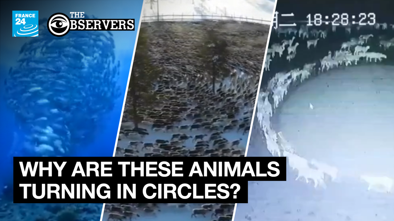These videos of animals moving in circles are not proof of any